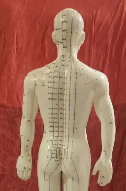 Mannequin montrant les méridiens de la Médecine Traditionnelle Chinoise (MTC) utilisés lors du massage assis  pour soulager le stress et améliorer le bien-être des  collaborateurs